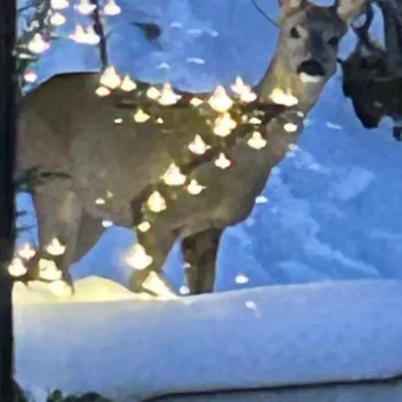 Familial Bergerie Chalet